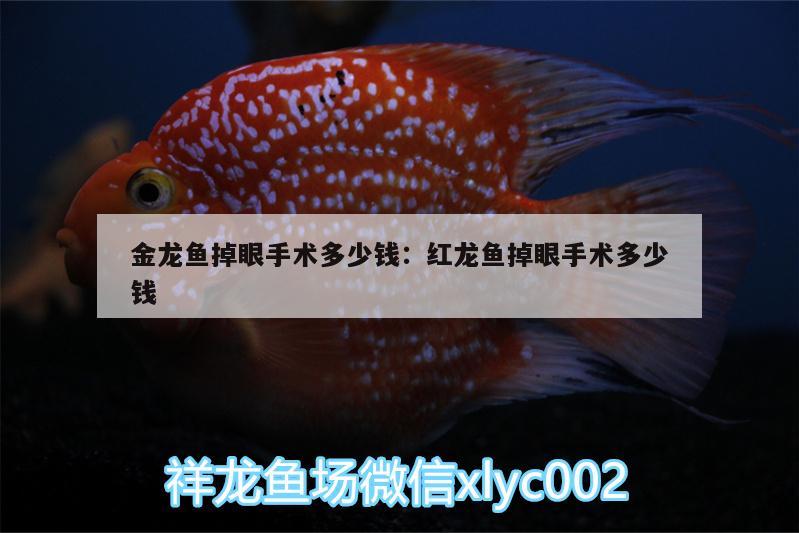 金龍魚掉眼手術(shù)多少錢:紅龍魚掉眼手術(shù)多少錢