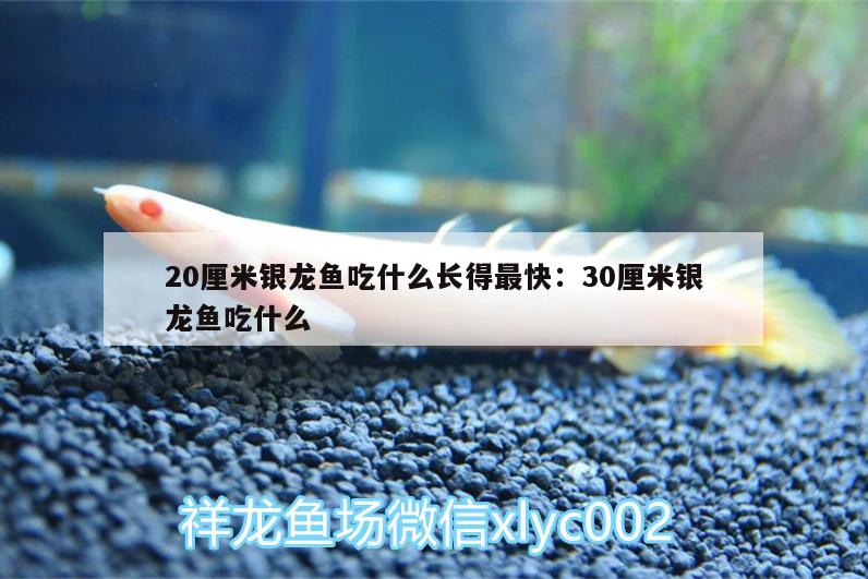 20厘米銀龍魚吃什么長得最快:30厘米銀龍魚吃什么 銀龍魚