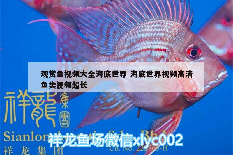 觀賞魚視頻大全海底世界:海底世界視頻高清魚類視頻超長(zhǎng)