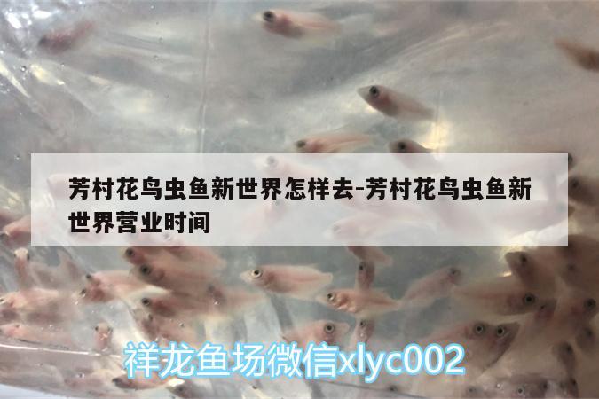 芳村花鳥蟲魚新世界怎樣去:芳村花鳥蟲魚新世界營(yíng)業(yè)時(shí)間 委內(nèi)瑞拉奧里諾三間魚苗