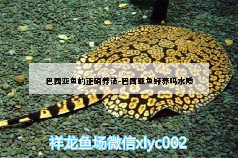 巴西亞魚(yú)的正確養(yǎng)法:巴西亞魚(yú)好養(yǎng)嗎水質(zhì) 巴西亞魚(yú)