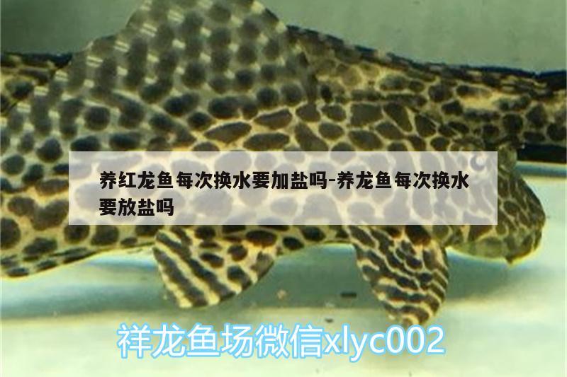 養(yǎng)紅龍魚(yú)每次換水要加鹽嗎:養(yǎng)龍魚(yú)每次換水要放鹽嗎