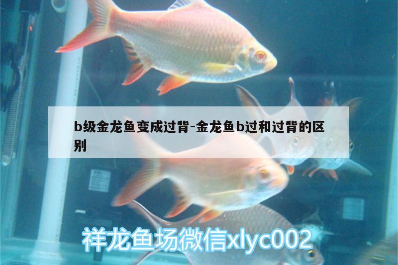 b級金龍魚變成過背:金龍魚b過和過背的區(qū)別 斯維尼關刀魚