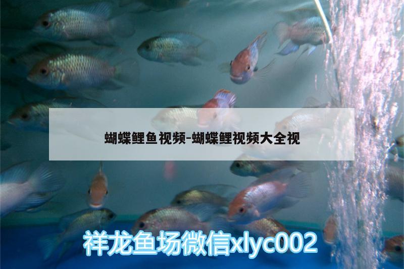 蝴蝶鯉魚(yú)視頻:蝴蝶鯉視頻大全視 蝴蝶鯉