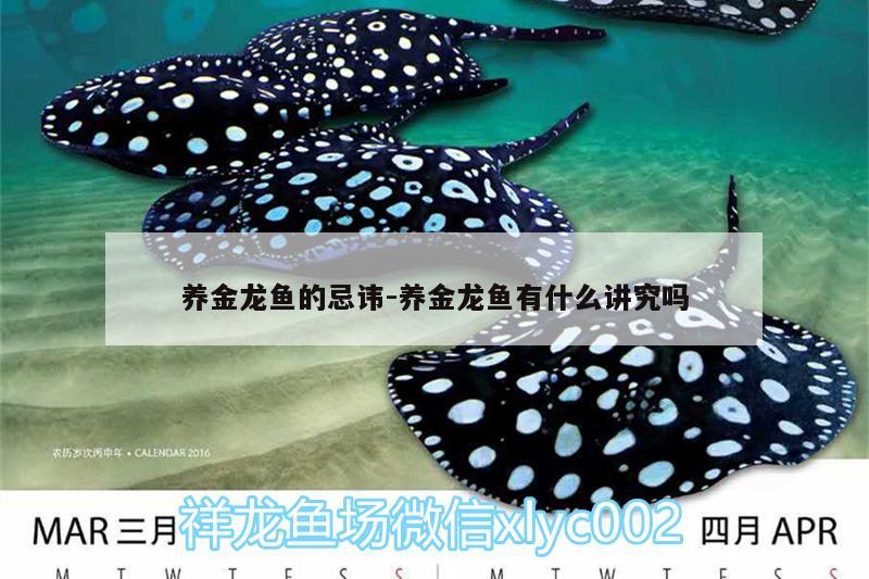 養(yǎng)金龍魚的忌諱:養(yǎng)金龍魚有什么講究嗎