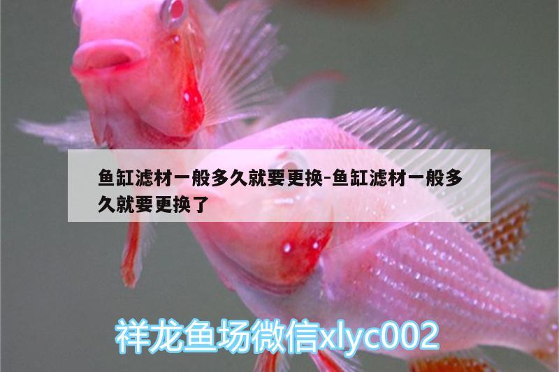 魚缸濾材一般多久就要更換:魚缸濾材一般多久就要更換了