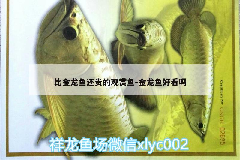 比金龍魚還貴的觀賞魚:金龍魚好看嗎 元寶鳳凰魚