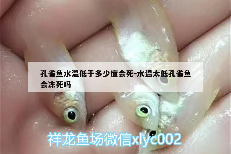 孔雀魚水溫低于多少度會(huì)死:水溫太低孔雀魚會(huì)凍死嗎