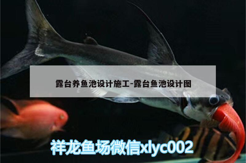 露臺(tái)養(yǎng)魚(yú)池設(shè)計(jì)施工:露臺(tái)魚(yú)池設(shè)計(jì)圖 紅老虎魚(yú)