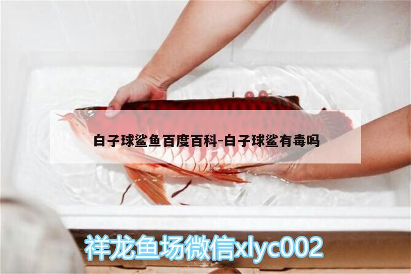 白子球鯊魚(yú)百度百科:白子球鯊有毒嗎