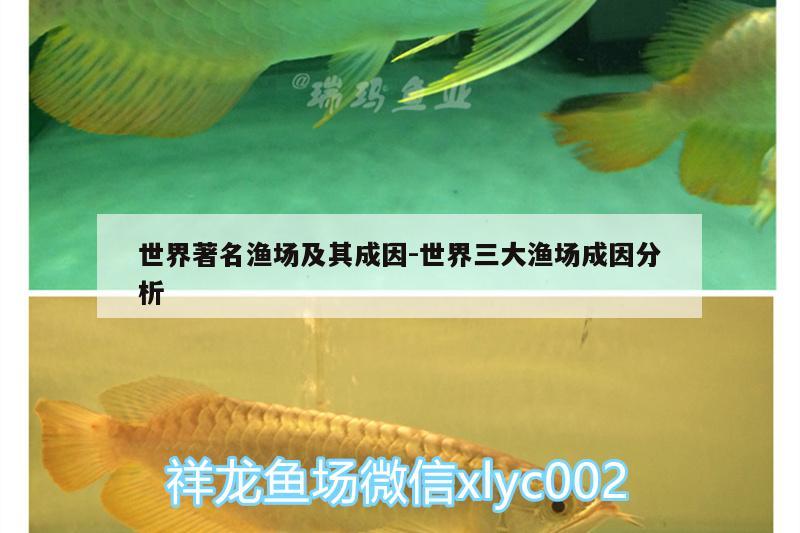 世界著名漁場及其成因:世界三大漁場成因分析 黃鰭鯧魚