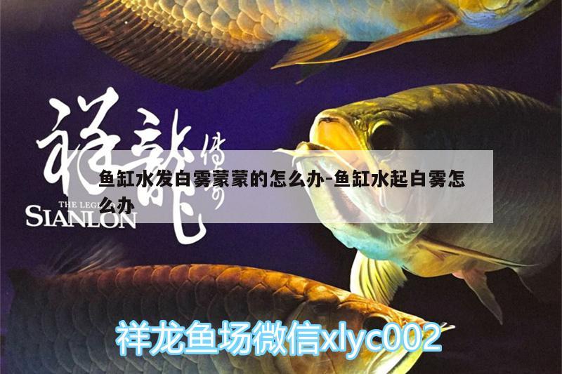 魚缸水發(fā)白霧蒙蒙的怎么辦:魚缸水起白霧怎么辦