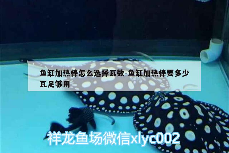 魚缸加熱棒怎么選擇瓦數(shù):魚缸加熱棒要多少瓦足夠用