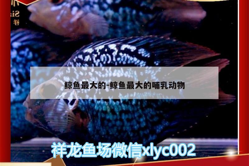 鯨魚最大的:鯨魚最大的哺乳動物 黑白雙星魚