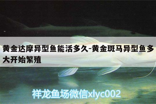 黃金達摩異型魚能活多久:黃金斑馬異型魚多大開始繁殖 黃金斑馬魚