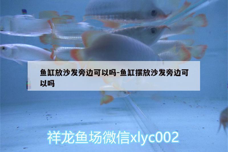 魚(yú)缸放沙發(fā)旁邊可以嗎:魚(yú)缸擺放沙發(fā)旁邊可以嗎