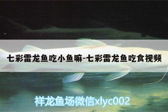 七彩雷龍魚吃小魚嘛:七彩雷龍魚吃食視頻 巴西亞魚苗