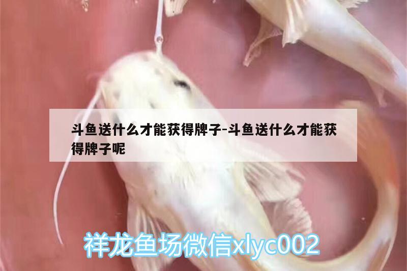 斗魚(yú)送什么才能獲得牌子:斗魚(yú)送什么才能獲得牌子呢 黃金河虎魚(yú)