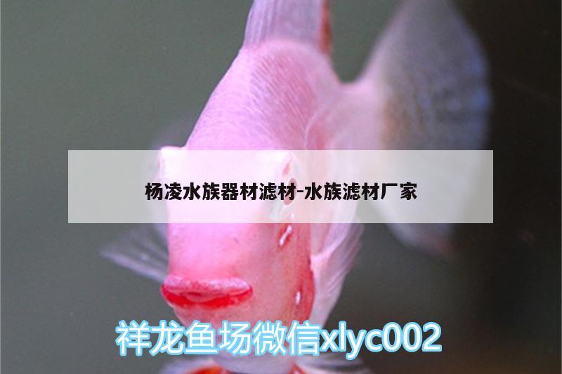 楊凌水族器材濾材:水族濾材廠家 大白鯊魚(yú)苗