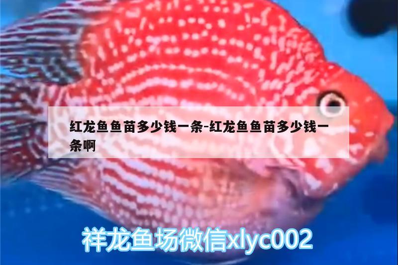 紅龍魚魚苗多少錢一條:紅龍魚魚苗多少錢一條啊 眼斑魚