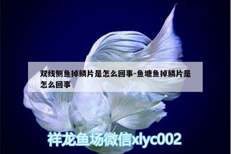 雙線側(cè)魚掉鱗片是怎么回事:魚塘魚掉鱗片是怎么回事