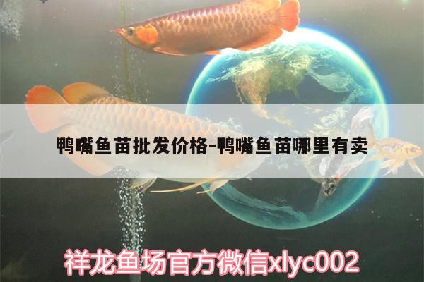 鴨嘴魚苗批發(fā)價格:鴨嘴魚苗哪里有賣 錦鯉池魚池建設