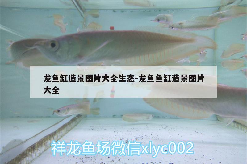 龍魚缸造景圖片大全生態(tài):龍魚魚缸造景圖片大全