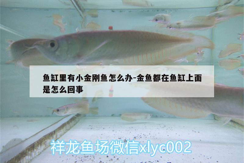 魚缸里有小金剛魚怎么辦:金魚都在魚缸上面是怎么回事