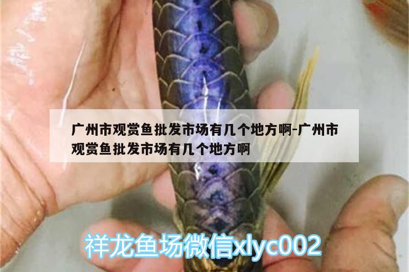 廣州市觀賞魚批發(fā)市場有幾個地方啊:廣州市觀賞魚批發(fā)市場有幾個地方啊 觀賞魚批發(fā)