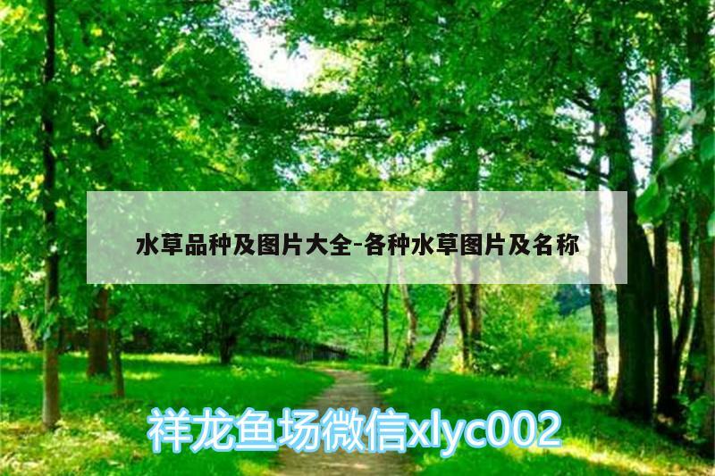 水草品種及圖片大全:各種水草圖片及名稱