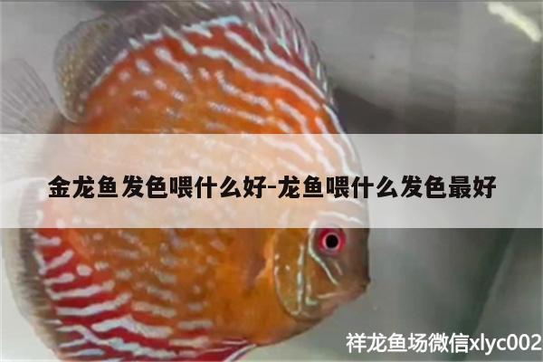 金龍魚發(fā)色喂什么好:龍魚喂什么發(fā)色最好