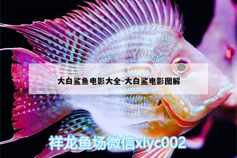 大白鯊魚電影大全:大白鯊電影圖解 大白鯊魚