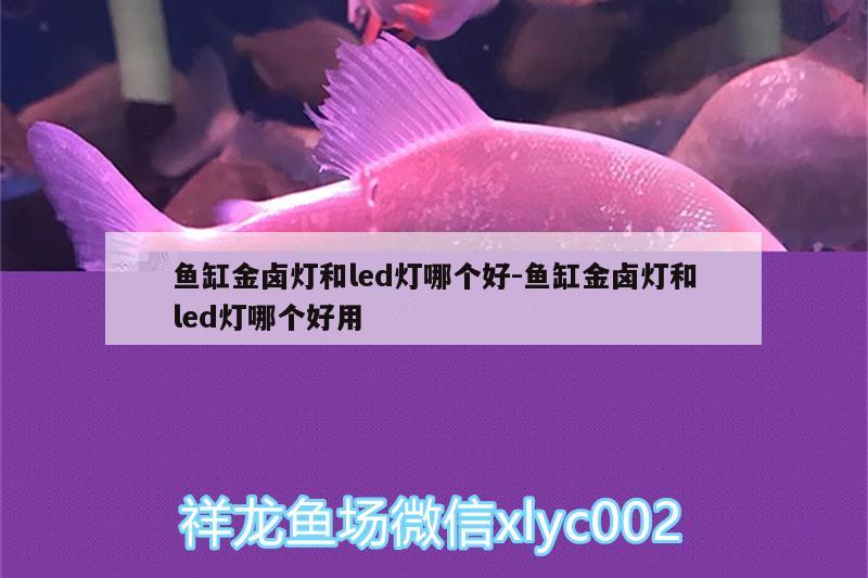 魚缸金鹵燈和led燈哪個(gè)好:魚缸金鹵燈和led燈哪個(gè)好用