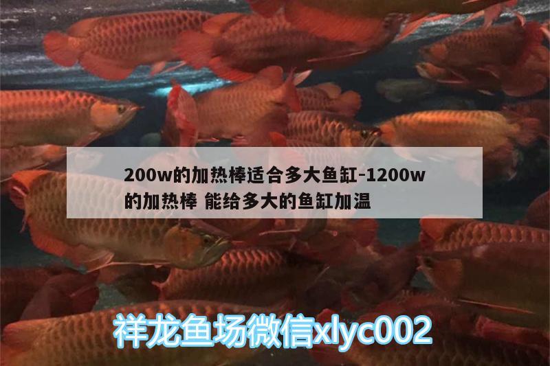 200w的加熱棒適合多大魚缸:1200w的加熱棒能給多大的魚缸加溫 戰(zhàn)車紅龍魚