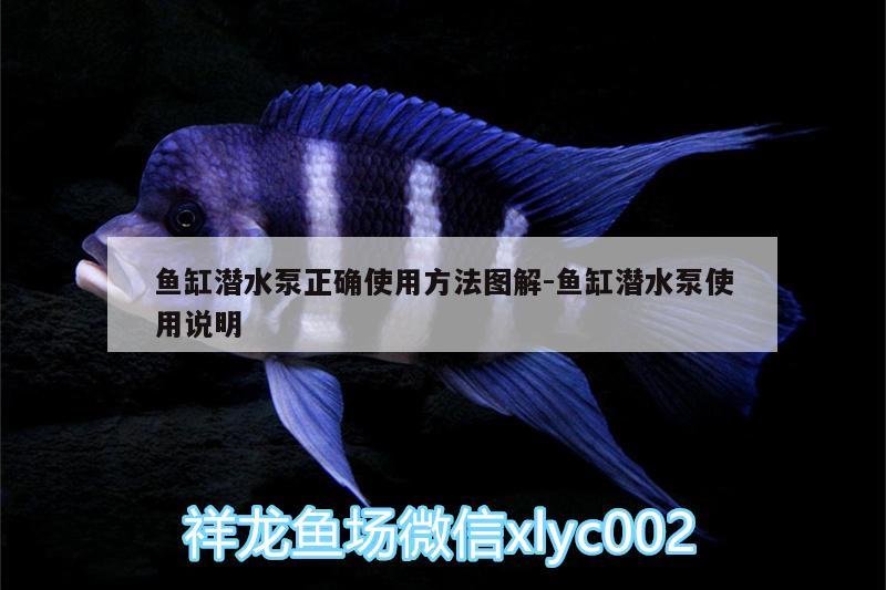 魚缸潛水泵正確使用方法圖解:魚缸潛水泵使用說(shuō)明 銀龍魚苗