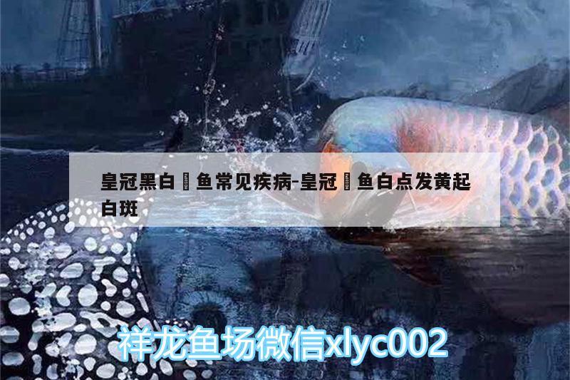 皇冠黑白魟魚常見疾病:皇冠魟魚白點發(fā)黃起白斑