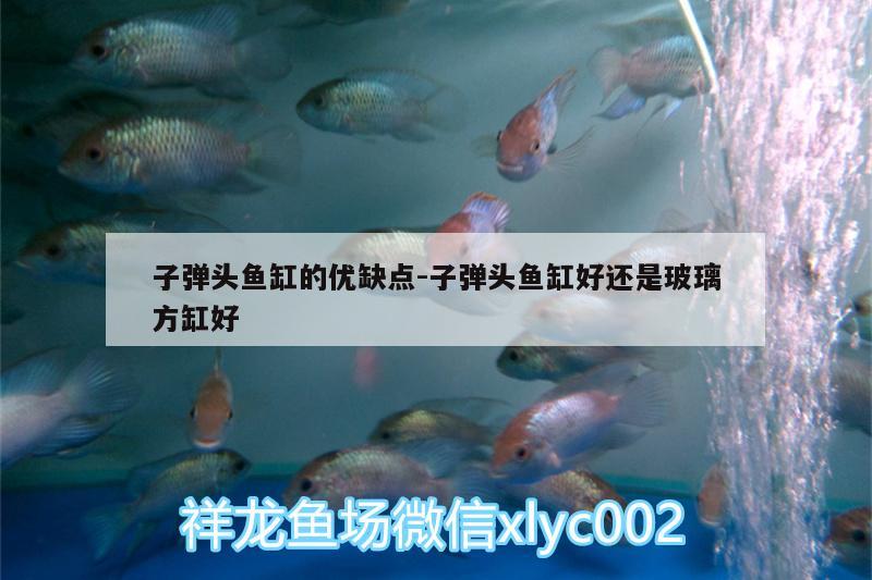 子彈頭魚(yú)缸的優(yōu)缺點(diǎn):子彈頭魚(yú)缸好還是玻璃方缸好 細(xì)線(xiàn)銀版魚(yú)