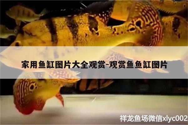 家用魚缸圖片大全觀賞:觀賞魚魚缸圖片