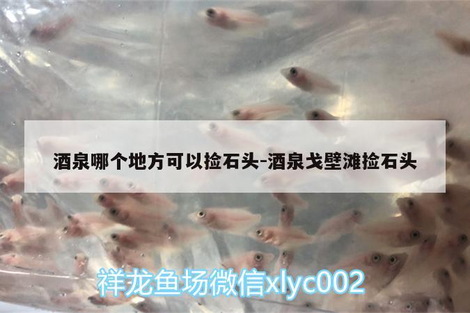 酒泉哪個地方可以撿石頭:酒泉戈壁灘撿石頭 廣州觀賞魚批發(fā)市場