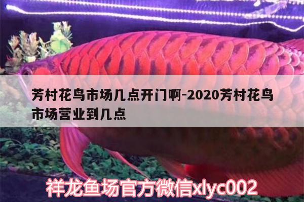 芳村花鳥市場幾點(diǎn)開門啊:2020芳村花鳥市場營業(yè)到幾點(diǎn) 水草