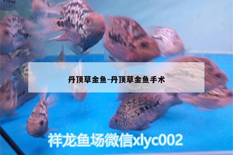 丹頂草金魚:丹頂草金魚手術(shù)