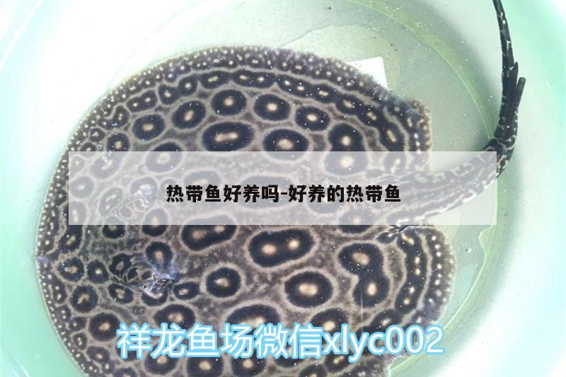 熱帶魚好養(yǎng)嗎:好養(yǎng)的熱帶魚 魚缸水質(zhì)穩(wěn)定劑