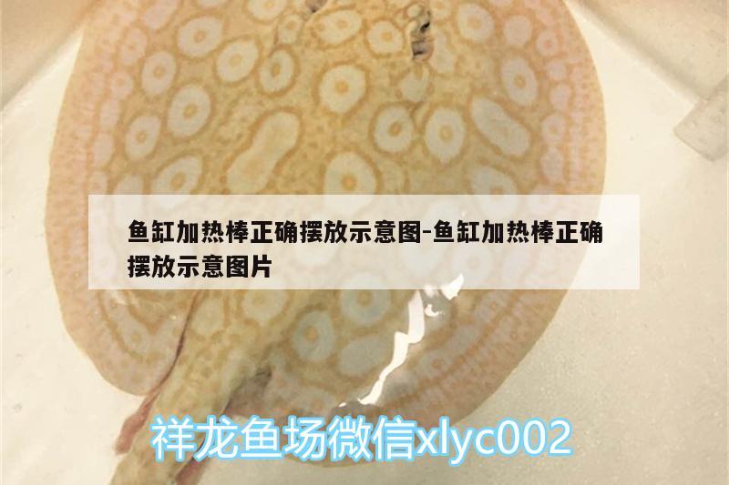 魚缸加熱棒正確擺放示意圖:魚缸加熱棒正確擺放示意圖片 肺魚