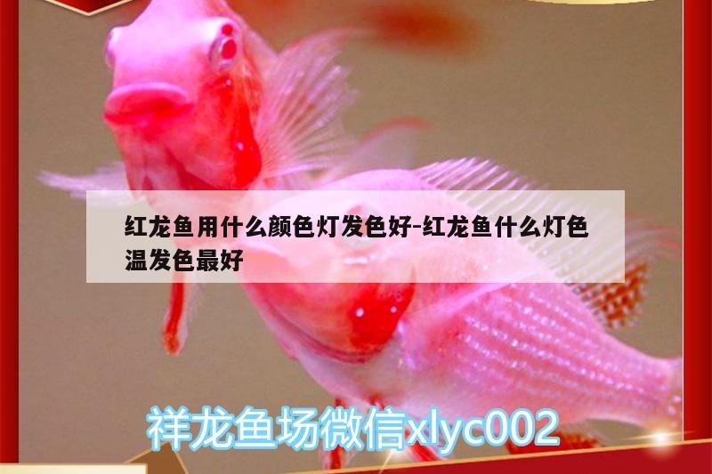 紅龍魚用什么顏色燈發(fā)色好:紅龍魚什么燈色溫發(fā)色最好