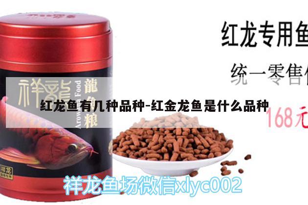 紅龍魚有幾種品種:紅金龍魚是什么品種 綠皮皇冠豹魚