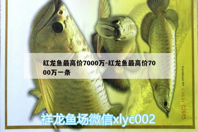 紅龍魚最高價(jià)7000萬:紅龍魚最高價(jià)7000萬一條 斑馬狗頭魚