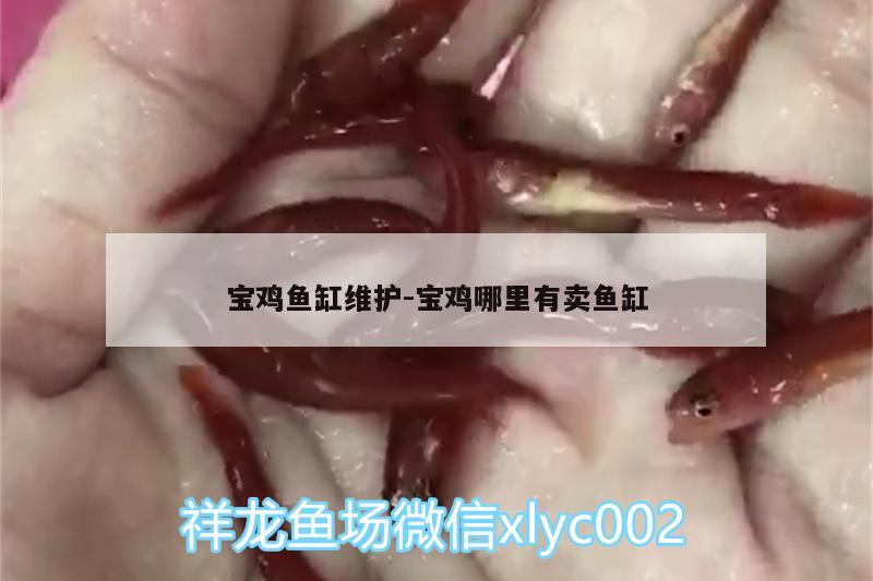 寶雞魚缸維護:寶雞哪里有賣魚缸 馬拉莫寶石魚