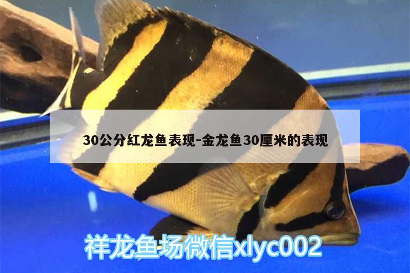 30公分紅龍魚(yú)表現(xiàn):金龍魚(yú)30厘米的表現(xiàn)