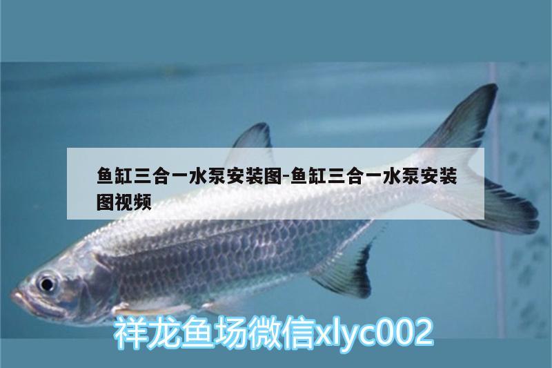 魚(yú)缸三合一水泵安裝圖:魚(yú)缸三合一水泵安裝圖視頻