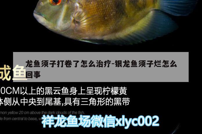 龍魚須子打卷了怎么治療:銀龍魚須子爛怎么回事 銀龍魚